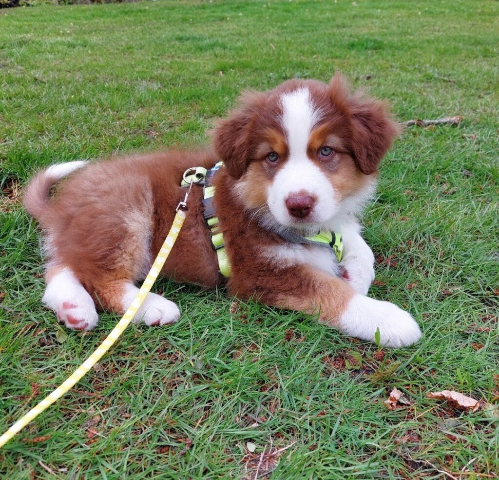 Teddy