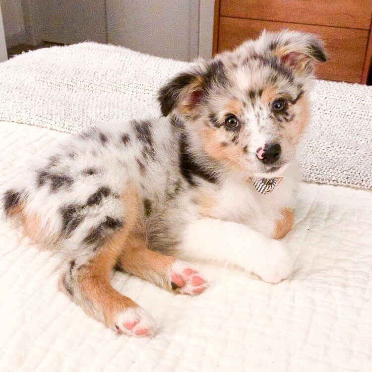 Daisy