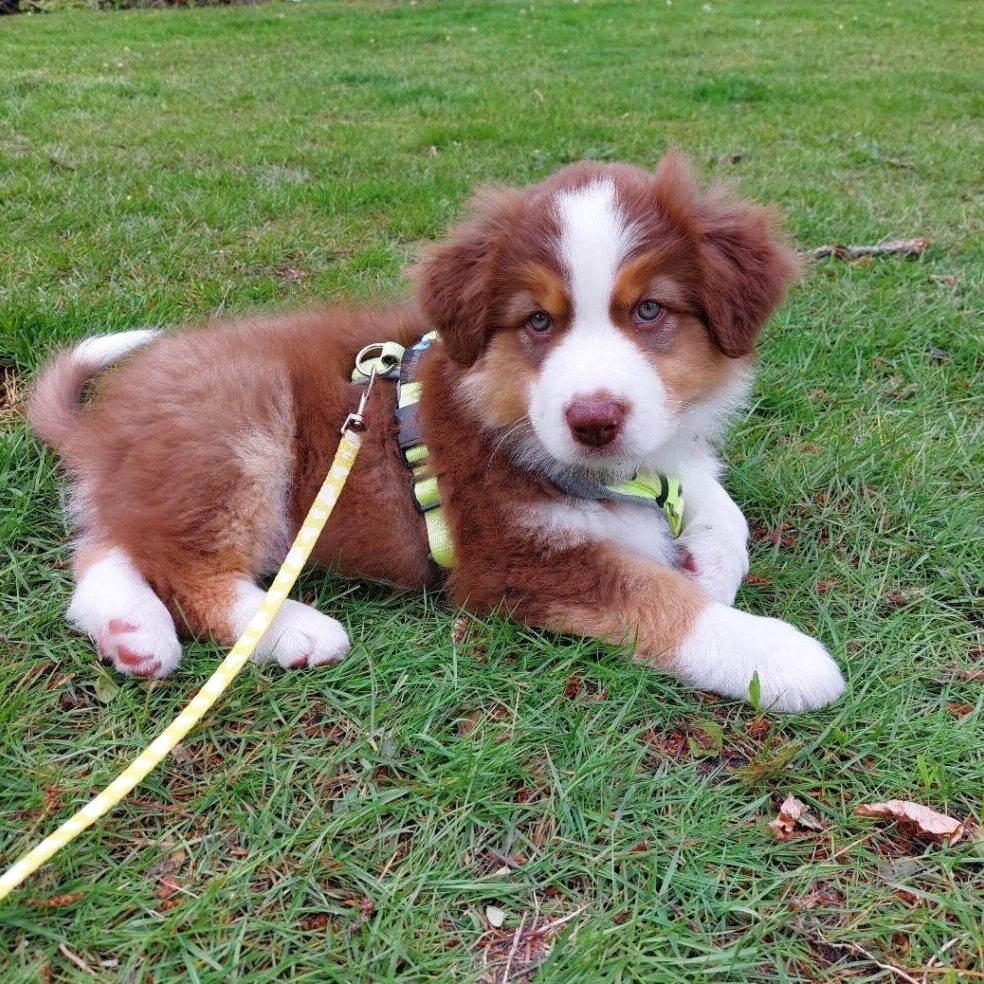 Teddy